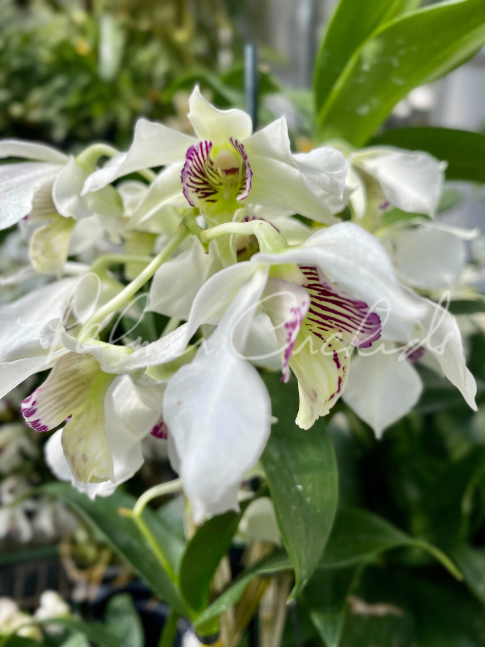 Den. Quintals Express — Palmer Orchids